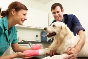 image of vets with dog and best glucosamine for dogs