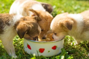 picture of three puppies with dog food for puttpies
