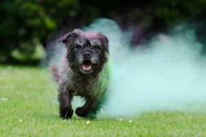 image of running dog for msm for dogs dosage